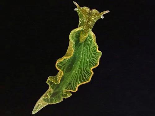 能够“吞食阳光”的神秘动物