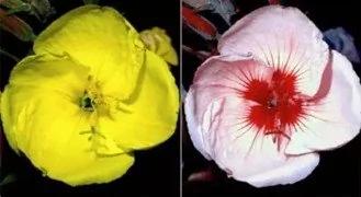 大开眼界!原来动物看到的世界是这样的……