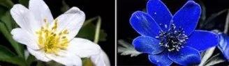 大开眼界!原来动物看到的世界是这样的……