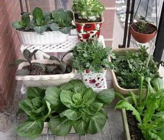 高手支招:1米菜园 用阳台就能种出够全家吃的菜