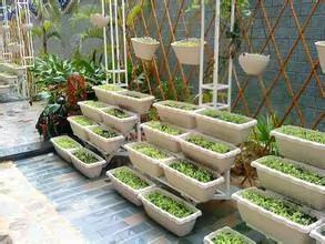 高手支招:1米菜园 用阳台就能种出够全家吃的菜