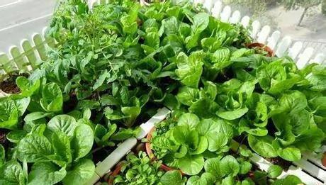 高手支招:1米菜园 用阳台就能种出够全家吃的菜