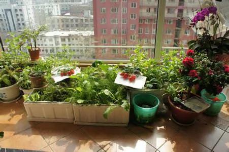 高手支招:1米菜园 用阳台就能种出够全家吃的菜