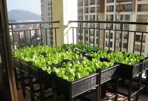 高手支招:1米菜园 用阳台就能种出够全家吃的菜