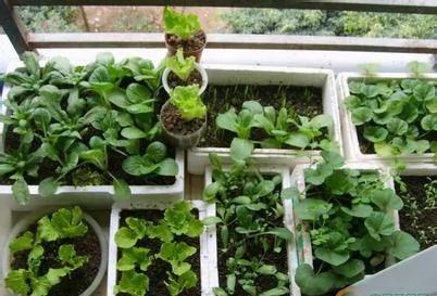 高手支招:1米菜园 用阳台就能种出够全家吃的菜