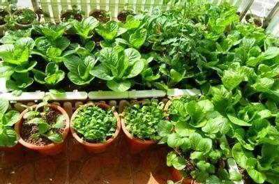 高手支招:1米菜园 用阳台就能种出够全家吃的菜