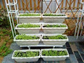 高手支招:1米菜园 用阳台就能种出够全家吃的菜