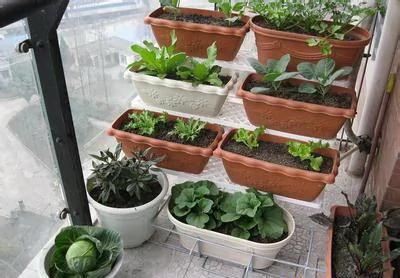 高手支招:1米菜园 用阳台就能种出够全家吃的菜