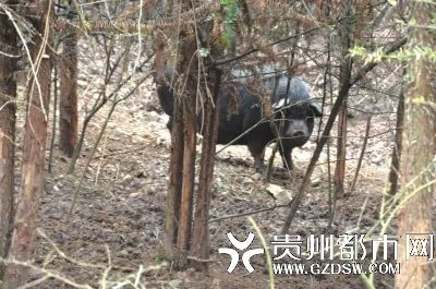 贵州一养殖场无公猪4头母猪相继怀孕产崽(图)