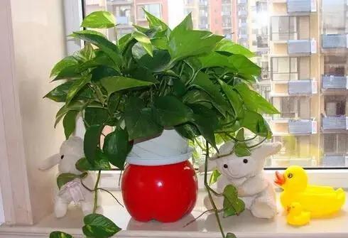 过年了,家里养这些植物大吉大利!你家有吗?