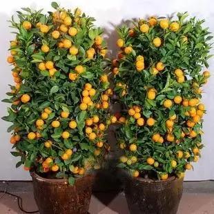 过年了,家里养这些植物大吉大利!你家有吗?