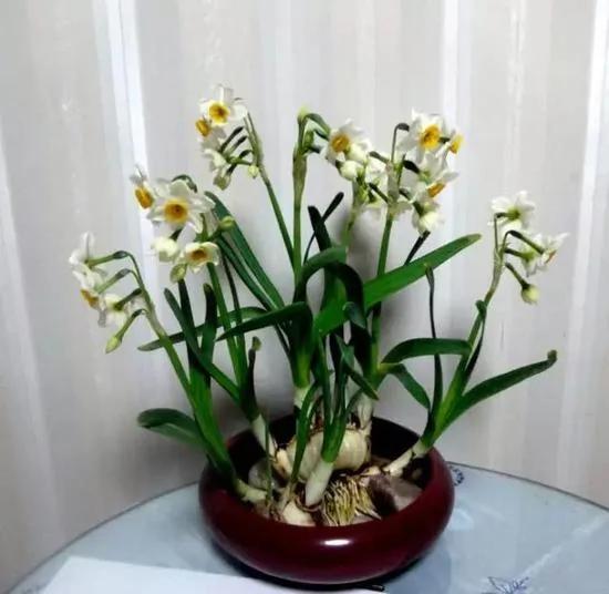 过年了,家里养这些植物大吉大利!你家有吗?