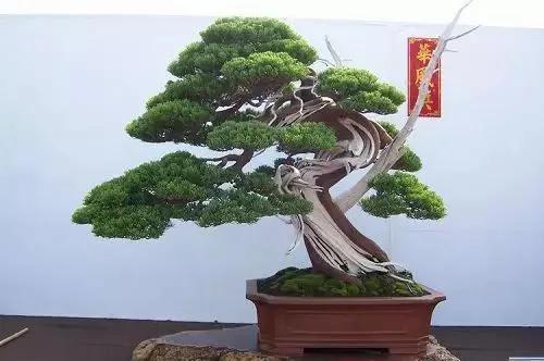 过年了,家里养这些植物大吉大利!你家有吗?