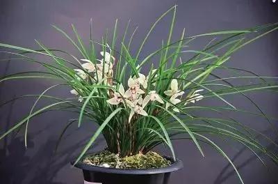 过年了,家里养这些植物大吉大利!你家有吗?