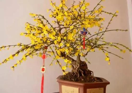 过年了,家里养这些植物大吉大利!你家有吗?