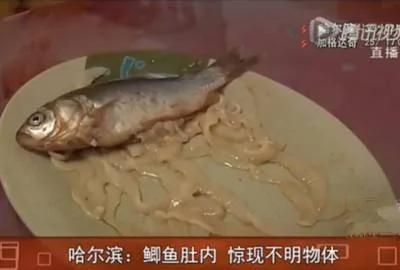喜欢吃鱼要看!发现鱼肚子里有这个东西 赶紧扔掉千万别吃!