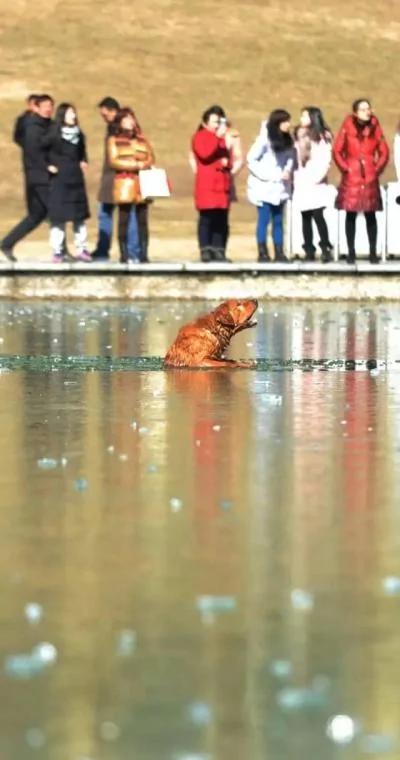 记者跳入冰湖救出落水狗 狗狗获救后深情拥抱感恩