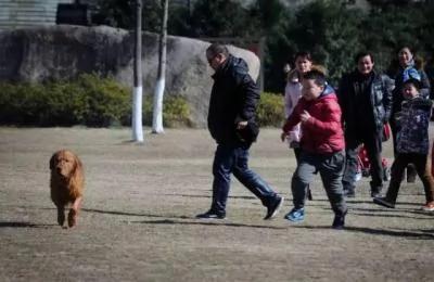 记者跳入冰湖救出落水狗 狗狗获救后深情拥抱感恩