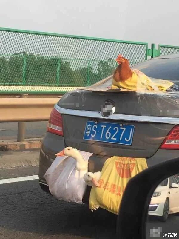 粵牌轎車車尾吊兩隻鴨後蓋趴一隻雞照片傳遍朋友圈