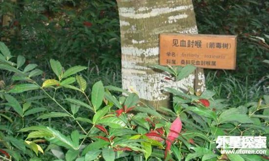 中国古代九大毒药排名 一滴就能要人命