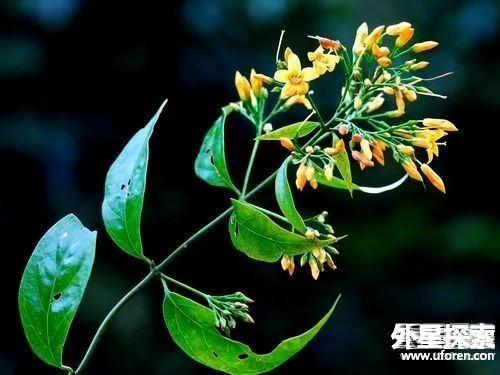 中国古代九大毒药排名 一滴就能要人命
