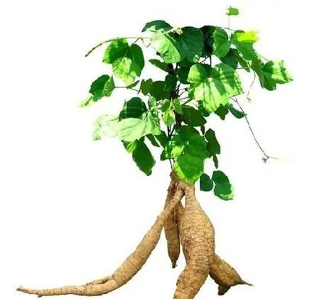 收藏大全!20种五谷杂粮的好处一次告诉你