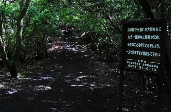 富士山脚下“自杀森林” 恬静树木间躺满尸骸