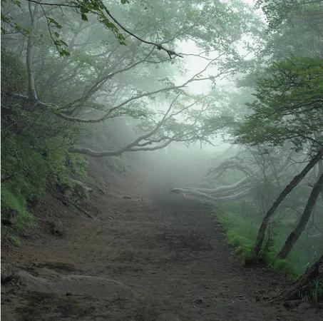 富士山脚下“自杀森林” 恬静树木间躺满尸骸