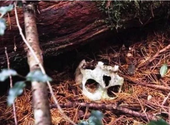 富士山脚下“自杀森林” 恬静树木间躺满尸骸