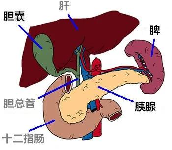 看完九大器官的“临终遗言” 你还敢不保养吗?