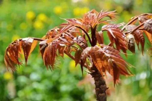 春天吃10菜种补足阳气 身体健康一整年