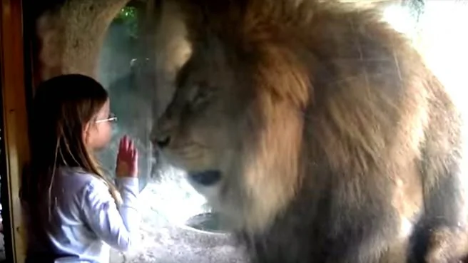 可愛小女孩給獅子王獻上深深一吻竟換來意想不到的結果(影片取自djvlad)