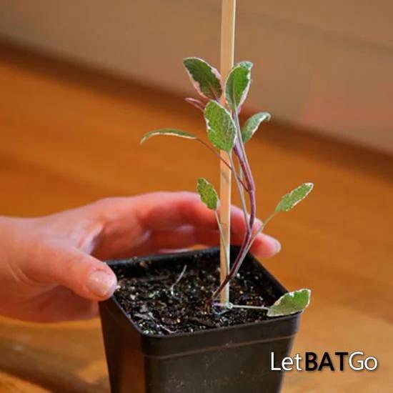 筷子,10种和吃饭无关的用处