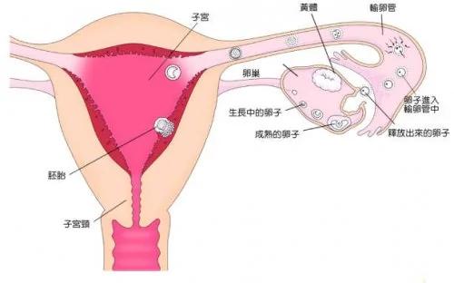 恍然大悟!原来癌症最青睐这些器官是因为……