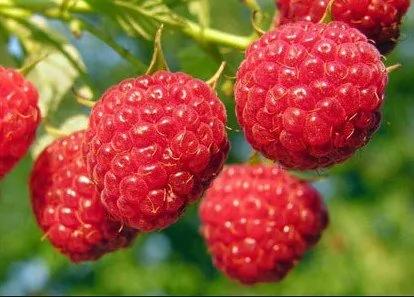 春天吃“莓”了嗎?盘点5类強效莓果