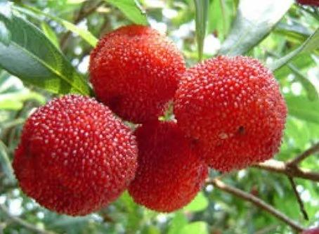 春天吃“莓”了嗎?盘点5类強效莓果