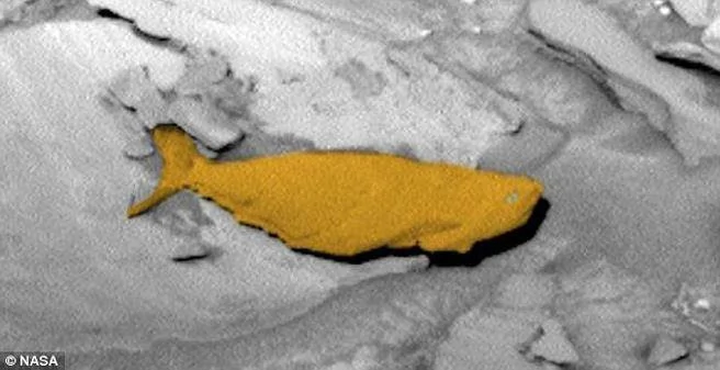 幽浮專家在火星驚見一隻大石化魚！為了辨認，他還把這隻魚上色。（翻攝自《每日郵報》）