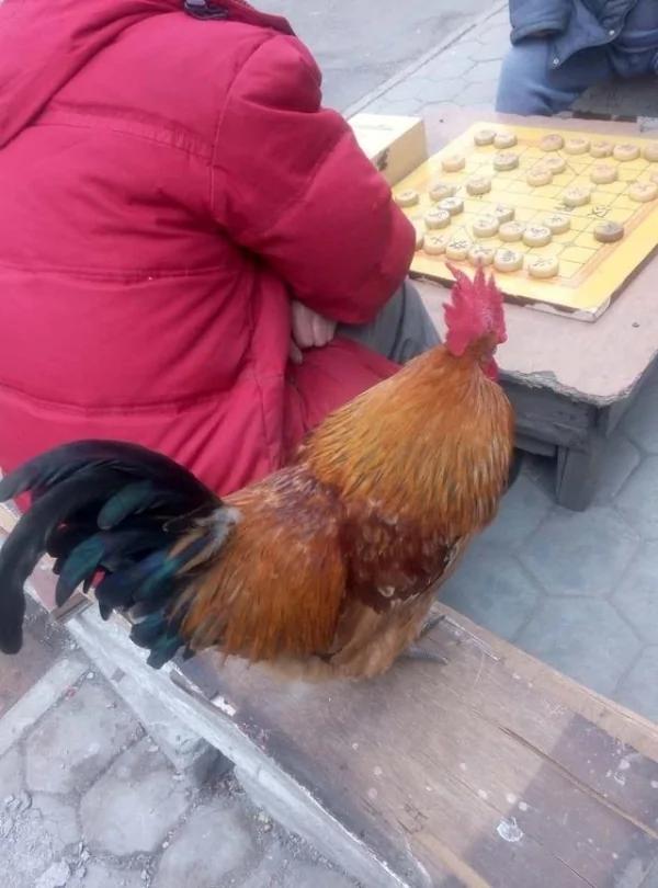 这只公鸡无论刮风下雨都站在木桌上不肯离去,等人?
