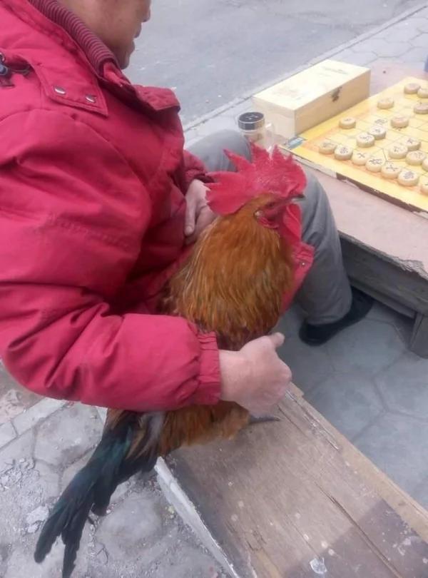 这只公鸡无论刮风下雨都站在木桌上不肯离去,等人?