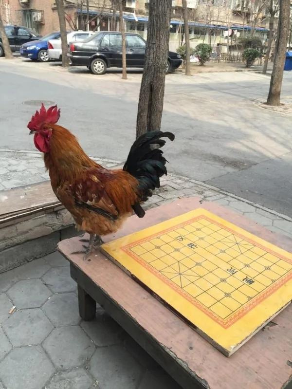 这只公鸡无论刮风下雨都站在木桌上不肯离去,等人?