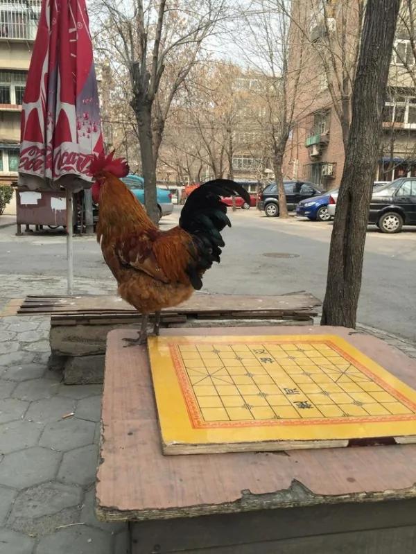 这只公鸡无论刮风下雨都站在木桌上不肯离去,等人?