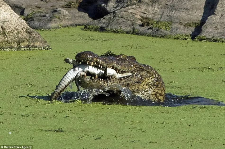 鳄鱼吞食鳄鱼宝宝一幕被拍下专业导游都惊呆了 阿波罗新闻网