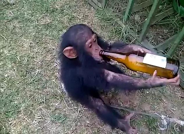 国外一只猴子变“酒鬼” 不给啤酒就发脾气