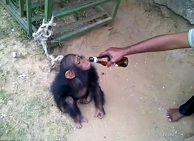 国外一只猴子变“酒鬼” 不给啤酒就发脾气