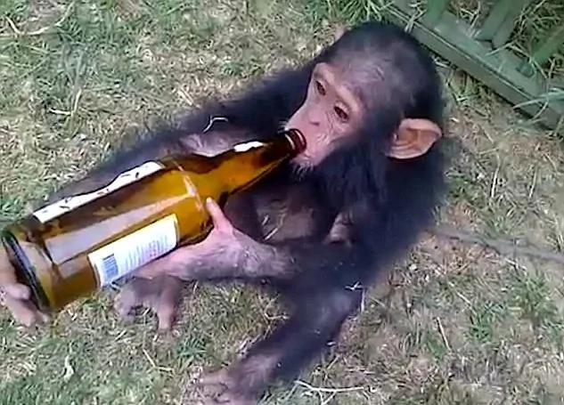国外一只猴子变“酒鬼” 不给啤酒就发脾气