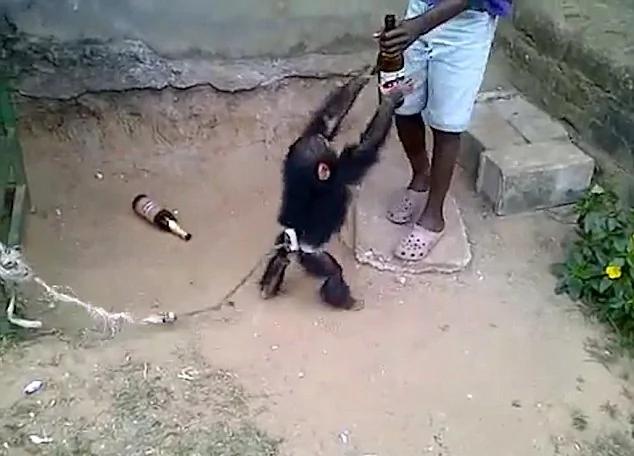 国外一只猴子变“酒鬼” 不给啤酒就发脾气