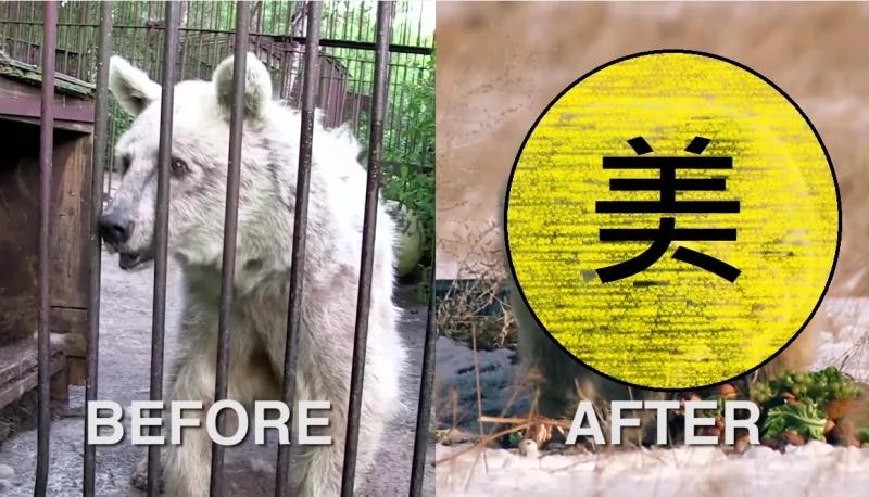 熊被关了30年时时忍受饥饿 重获自由后 变化巨大