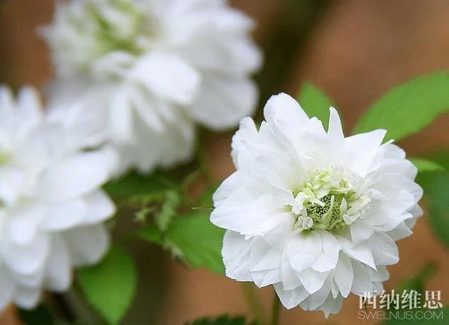 美到心碎 世界10大凄美之花
