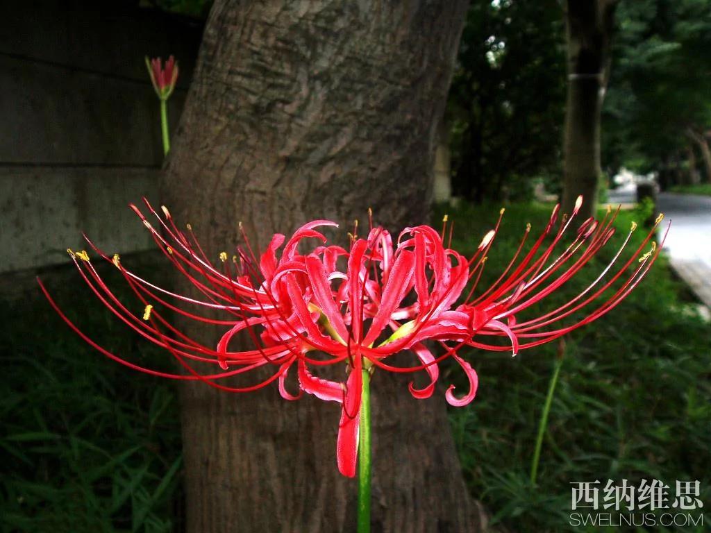 美到心碎 世界10大凄美之花