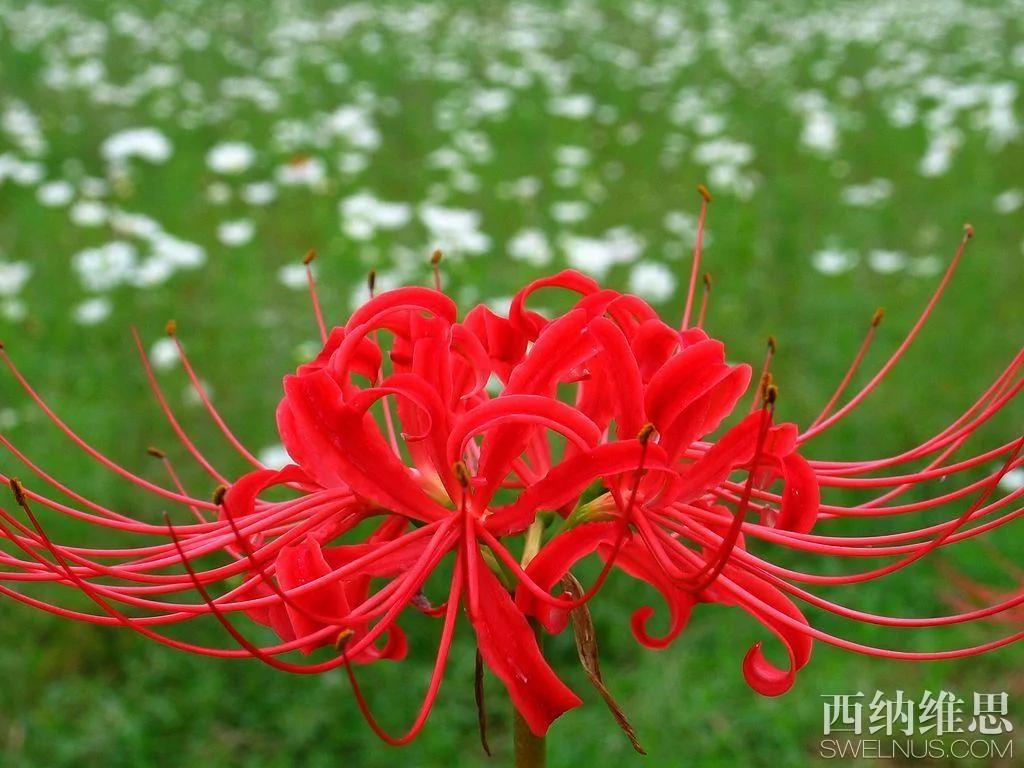美到心碎 世界10大凄美之花